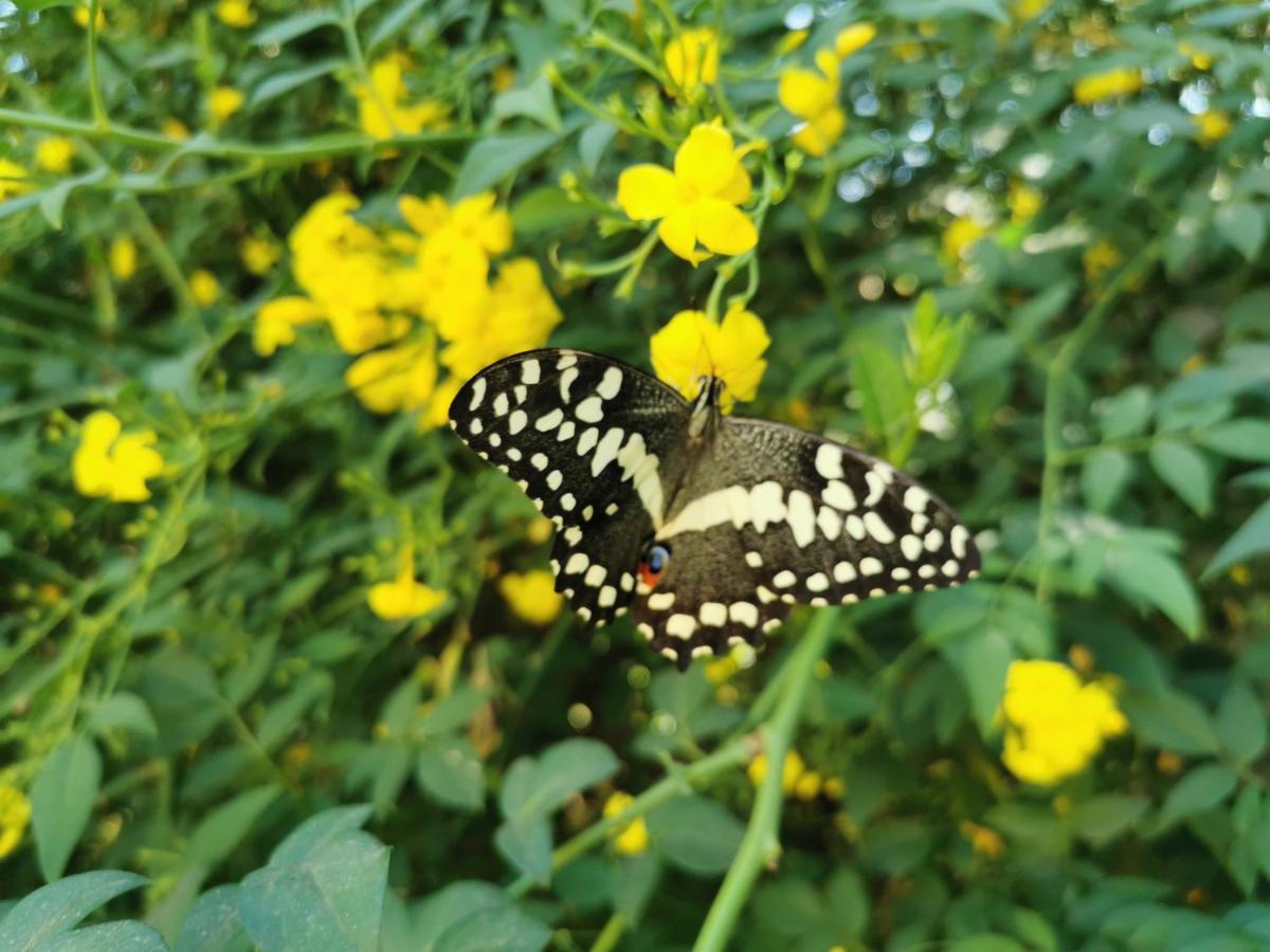 The Yellow Butterfly Vereeniging Εξωτερικό φωτογραφία
